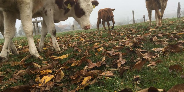 Wenn sie die Gelegenheit bekommen, fressen Rinder gerne Laub – auch im Herbst, obwohl der Futterwert dieser alten Blätter eher gering ist. Dafür enthalten sie mehr sekundäre Pflanzenstoffe als junges Blattwerk. (Bild jsc)
