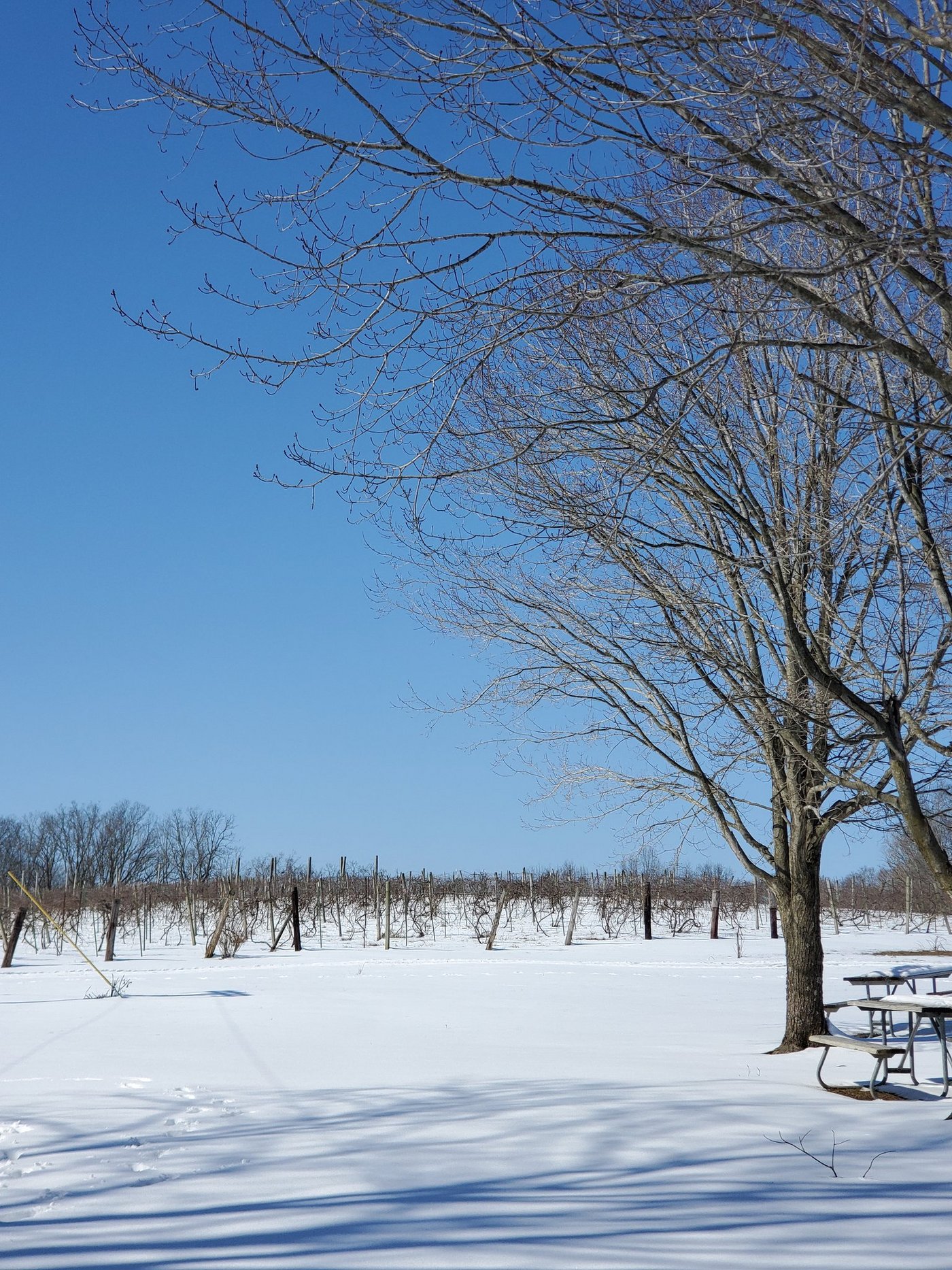 Rund um das Dorf Hermann Missouri – das ursprünglich von deutschen Auswanderern gegründet wurde – liegt eine grosse Weinregion. 