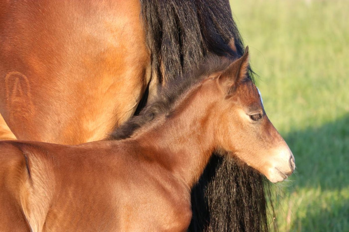 Die Beliebtheit der Schweizer Pferderasse nimmt zu. (Bild  Ruth Aerni)