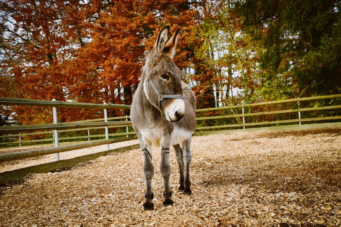 Babalou hat sein ganzes Leben am Schweizer Nationalgestüt verbracht. Von dort aus war er auch mit dem Samichlaus unterwegs. (Bild Schweizer Nationalgestüt)