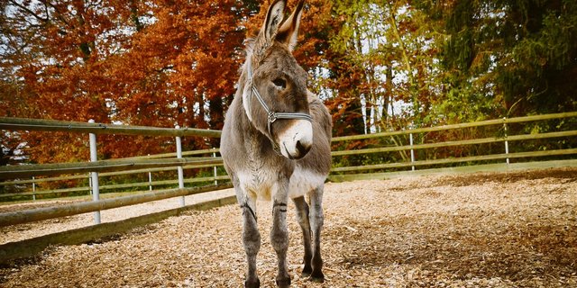 Babalou hat sein ganzes Leben am Schweizer Nationalgestüt verbracht. Von dort aus war er auch mit dem Samichlaus unterwegs. (Bild Schweizer Nationalgestüt)