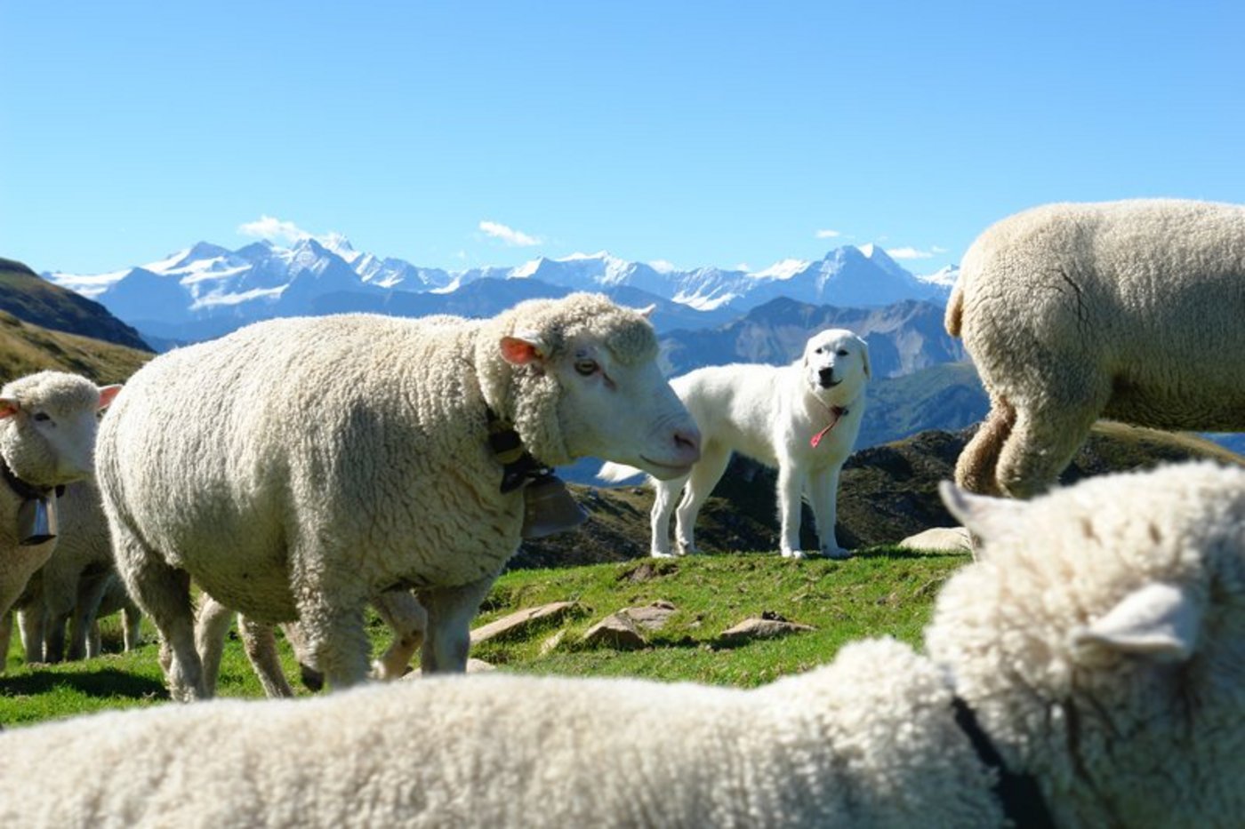 Die Tierhalterinnen und Tierhalter in der Surselva haben die Zeit zum Ausbau des Herdenschutzes genutzt und unter anderem viele Herdenschutzhunde im Einsatz, so die Gruppe Wolf Schweiz. (Bild BauZ) 