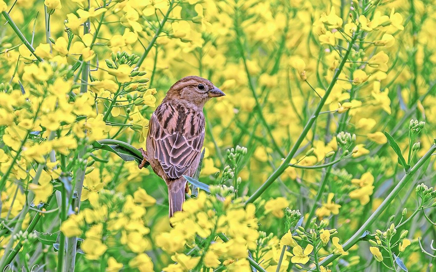 Hierzulande leben Feldspatzen im Kulturland und Hausspatzen (im Bild ein Weibchen) in Städten. In Asien ist es umgekehrt.