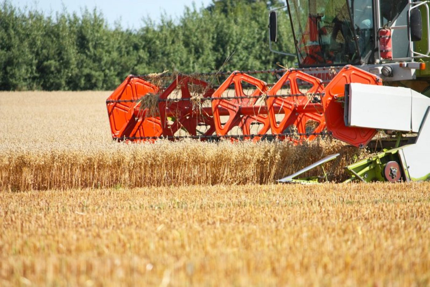 Beim Futtergetreide-Anbau würde eine Aufhebung des Grenzschutzes zu einem Produktionsrückgang führen. Gleichzeitig würden die Futtermittelpreise sinken. (Bild Fotolia)