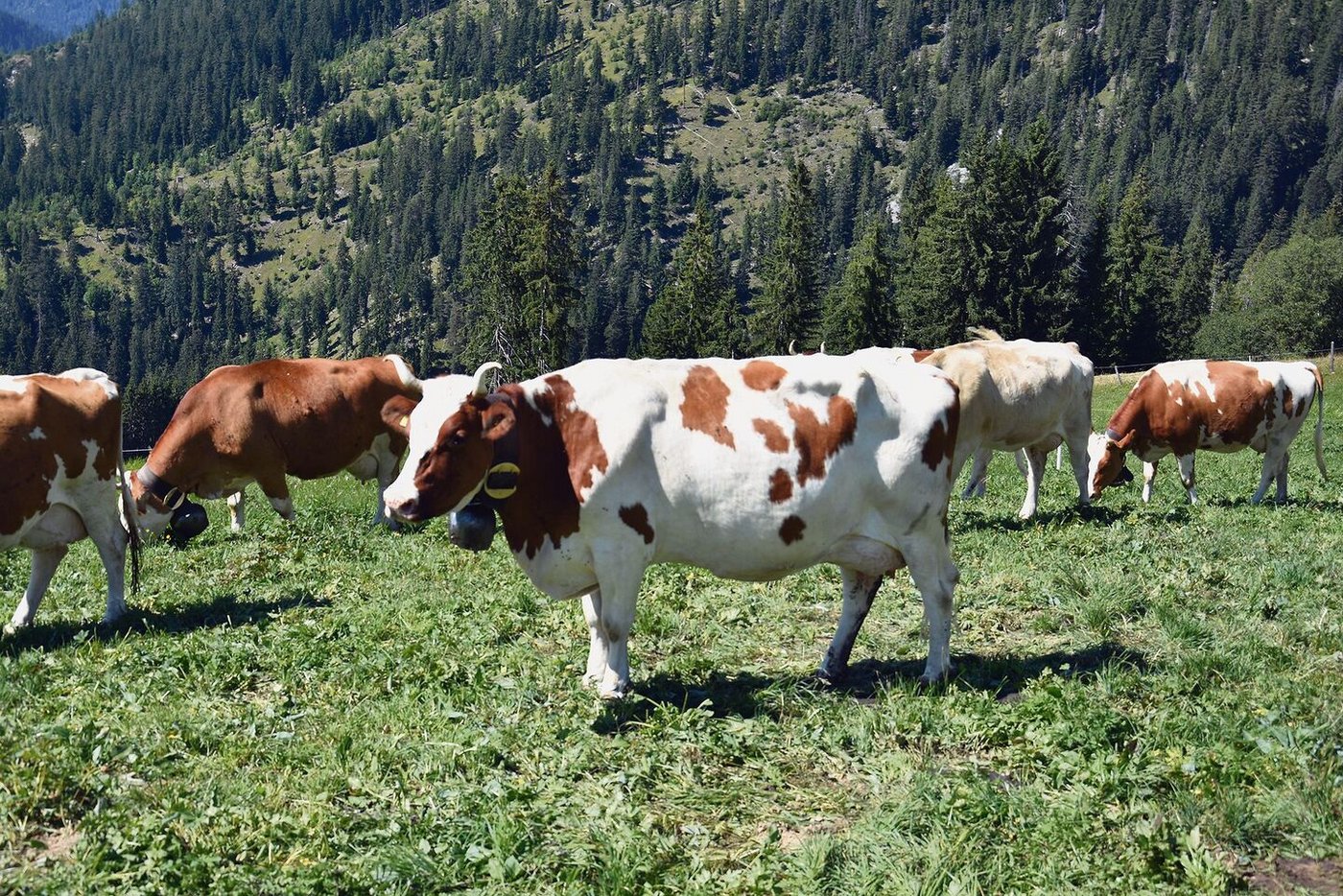 Hier ist sie, die Miss BEA von 2018: Die eindrückliche Perren Senggi Pierolet Suleika.