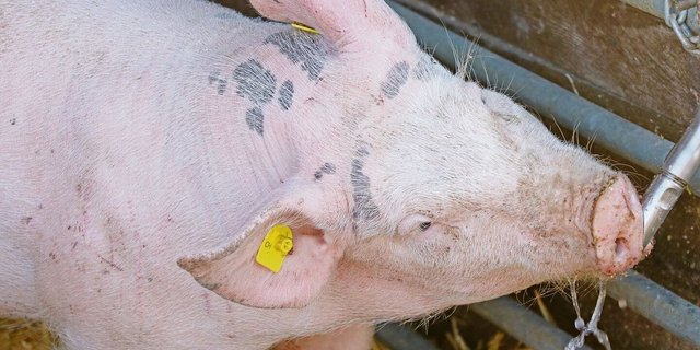 Das Gesamtpaket muss stimmen, damit Nutztiere genügend Wasser aufnehmen. Bei den Nippeln beispielsweise gab es eine Entwicklung.