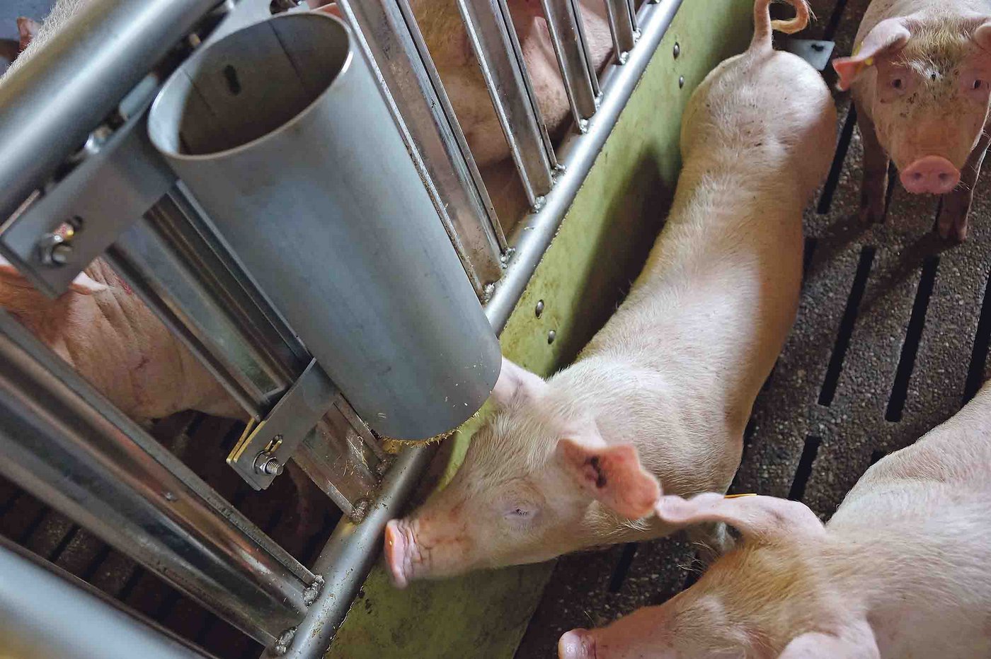 Beschäftigungsmaterial ist Vorschrift. Dieser und vier weitere Punkte werden in den kommenden Jahren kontrolliert. (Bild rae)