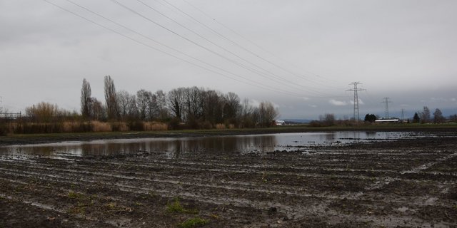 Auf einigen Feldern im Berner Seeland bildeten sich regelrechte Seen. (Bilder jw)