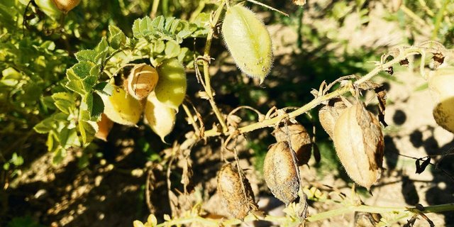 Kichererbsen können nach einem Regenguss wieder austreiben, auch wenn sie zuvor dürr und erntereif schienen. Daher besser einen Regen früher ernten, rät Biofarm.