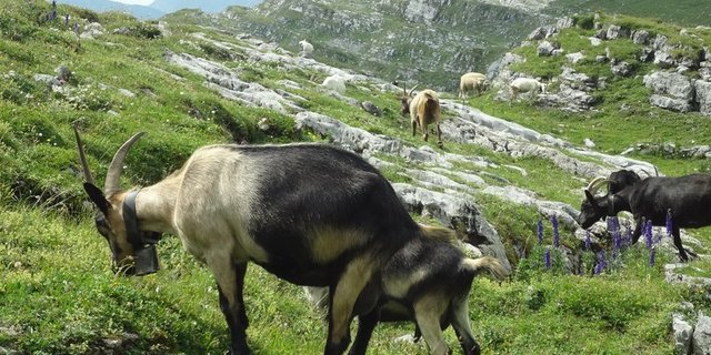 Die Produktion von Lebensmitteln (z.B. Zigenkäse) sei nicht immer die wirtschaftlich beste Möglichkeit, der Vergandung entgegen zu wirken. Darüber müsse offen diskutiert werden dürfen, findet Avenir Suisse. (Bild BauZ)