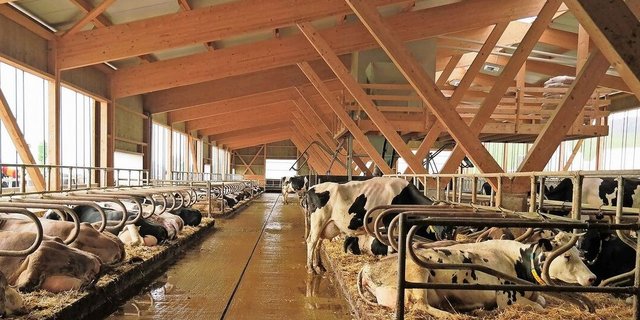 Die ältere Generation hat einige Jahre vor der Hofübergabe zum Teil den Vorteil, dass die Fremdkapitalbelastung deutlich tiefer ist. Das gibt Luft, um neue Projekte zu finanzieren. Aber es hat auch eine Kehrseite.