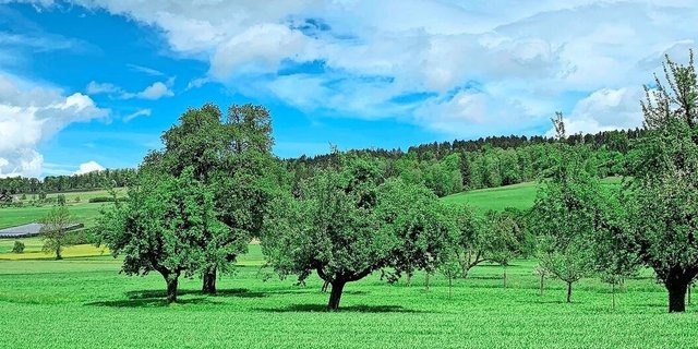Gebiete mit geringer Prävalenz im Luzerner Seetal. Um Obstkulturen gilt eine Melde- und Bekämpfungspflicht beim Auftreten von Feuerbrand. 