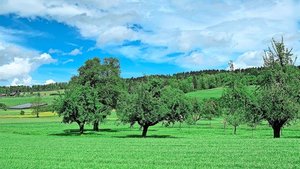 Gebiete mit geringer Gebiete mit geringer Prävalenz im Luzerner Seetal. Um Obstkulturen gilt eine Melde- und Bekämpfungspflicht beim Auftreten von Feuerbrand.