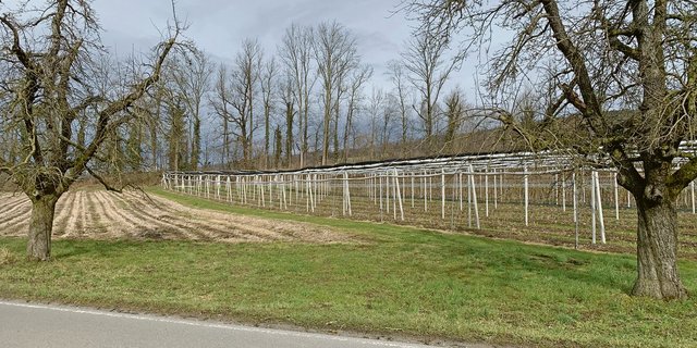 Der Wildtierkorridor führt mitten durch die Obst- und Beerenkulturen des Betriebs Geissmann in Altwis. (Bild js)