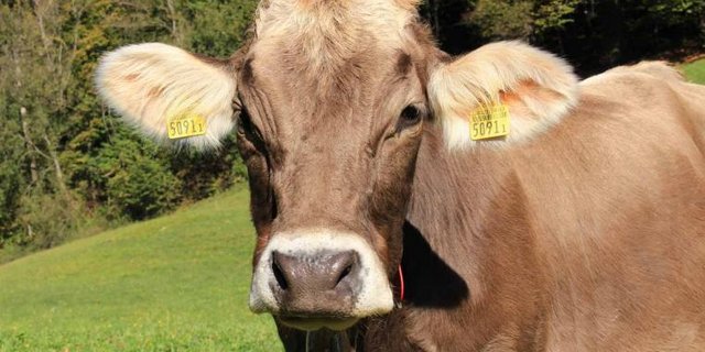 Kuh auf Weide schaut in Kamera