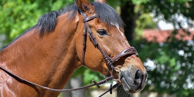 Warum das Pferd ausgebüxt ist, ist noch unklar. (Bild pixabay)