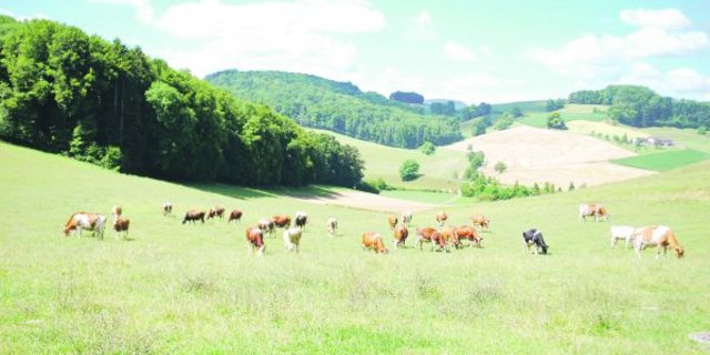 Ein Teil der Kuhherde von Stefan Jegge in Kaisten AG. (Bilder Peter Fankhauser)