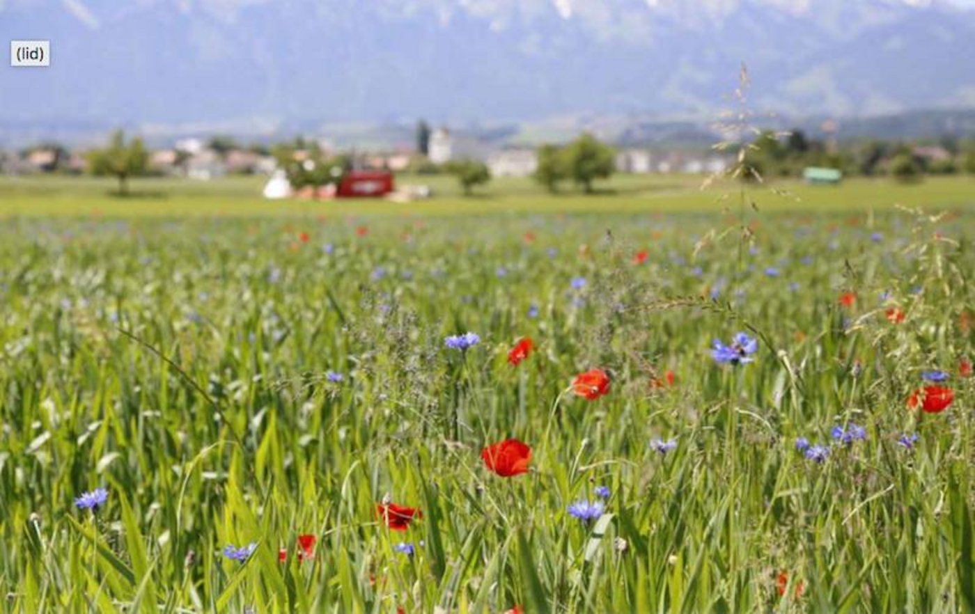 Es brauche einen Kurswechsel in der Agrarpolitik, fordert Greenpeace. (Bild lid)