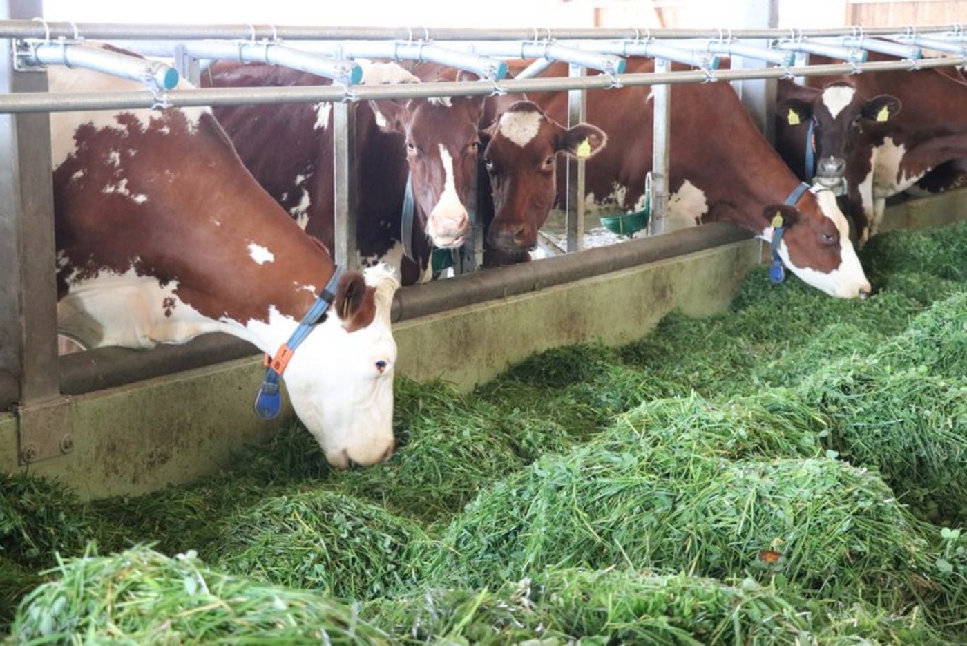 Hintergrund der vorgeschlagenen Änderung ist, dass ein Milchverarbeiter die Zulagen vor einigen Jahren nicht an die Milchproduzenten weitergegeben hatte. (Bild BauZ)