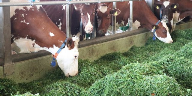Hintergrund der vorgeschlagenen Änderung ist, dass ein Milchverarbeiter die Zulagen vor einigen Jahren nicht an die Milchproduzenten weitergegeben hatte. (Bild BauZ)