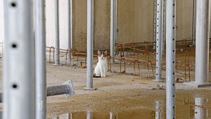 Wo jetzt die Katze s Wo jetzt die Katze sitzt, werden demnächst Kühe stehen: Dieser Milchviehstall wird erweitert. Für solche Bauprojekte bedeutet das RPG II keine Einschränkung, denn die Landwirtschaft ist vom Ziel einer stabilen versiegelten Fläche ausserhalb der Bauzonen ausgenommen.