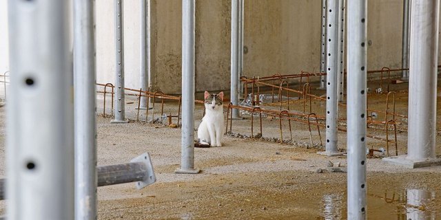 Wo jetzt die Katze sitzt, werden demnächst Kühe stehen: Dieser Milchviehstall wird erweitert. Für solche Bauprojekte bedeutet das RPG II keine Einschränkung, denn die Landwirtschaft ist vom Ziel einer stabilen versiegelten Fläche ausserhalb der Bauzonen ausgenommen.