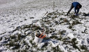 Mäusefang kennt keine Saison. In jeder Jahreszeit können Mäuse gefangen werden. Am effizientesten ist es zu Vegetationsbeginn, wenn die Populationen noch klein sind. Bild: Cornel Stutz & Rafael Gago