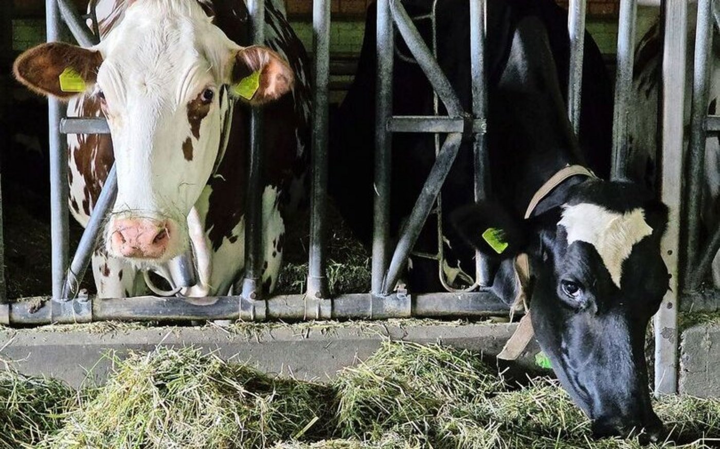 Das Blauzungenvirus hat die Schweiz im Griff. Was, wenn die Maul- und Klauenseuche unser Land erreicht? Was hiesse das für unsere Nutztiere? 