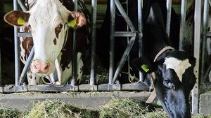 Das Blauzungenvirus hat die Schweiz im Griff. Was, wenn die Maul- und Klauenseuche unser Land erreicht? Was hiesse das für unsere Nutztiere? 