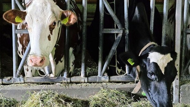 Das Blauzungenvirus hat die Schweiz im Griff. Was, wenn die Maul- und Klauenseuche unser Land erreicht? Was hiesse das für unsere Nutztiere? 