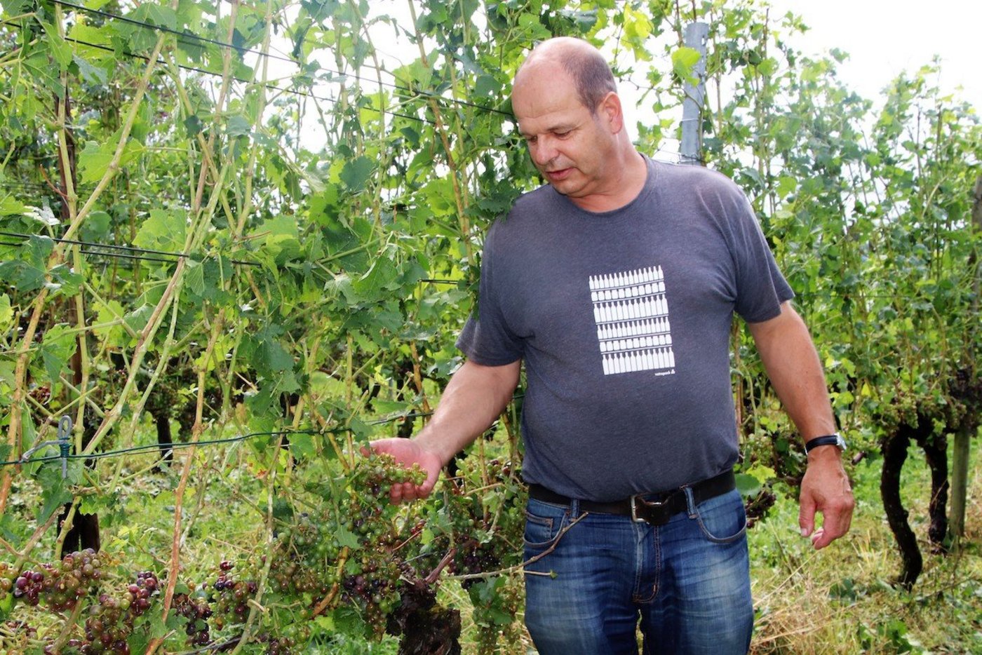 Das Weingut vom Ossinger Rebmann und Weinmacher Hans Wiesendanger ist ebenfalls teilweise stark vom Hagelschlag mit beachtlichen Schäden heimgesucht worden. (Bilder romü)