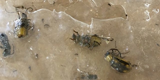 Die bei Möhlin AG gefangenen Maiswurzelbohrer. (Bild zVg)