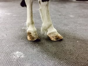 So können Sie Hufrehe bei Pferden und Ponys verhindern Bei Lucky sind alle vier Hufe chronisch betroffen. Hier die Hinterhufe vor dem Ausschneiden. Die Ringe sind gut sichtbar.