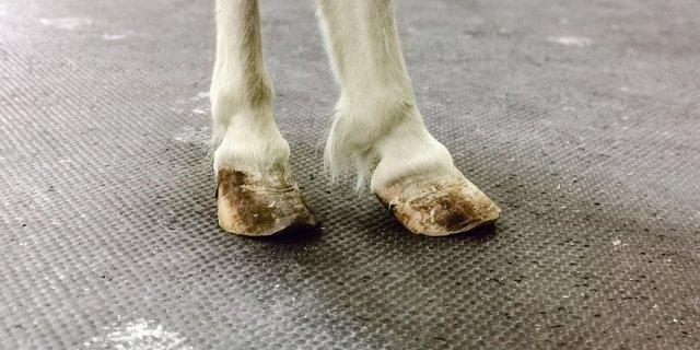 Bei Lucky sind alle vier Hufe chronisch betroffen. Hier die Hinterhufe vor dem Ausschneiden. Die Ringe sind gut sichtbar.