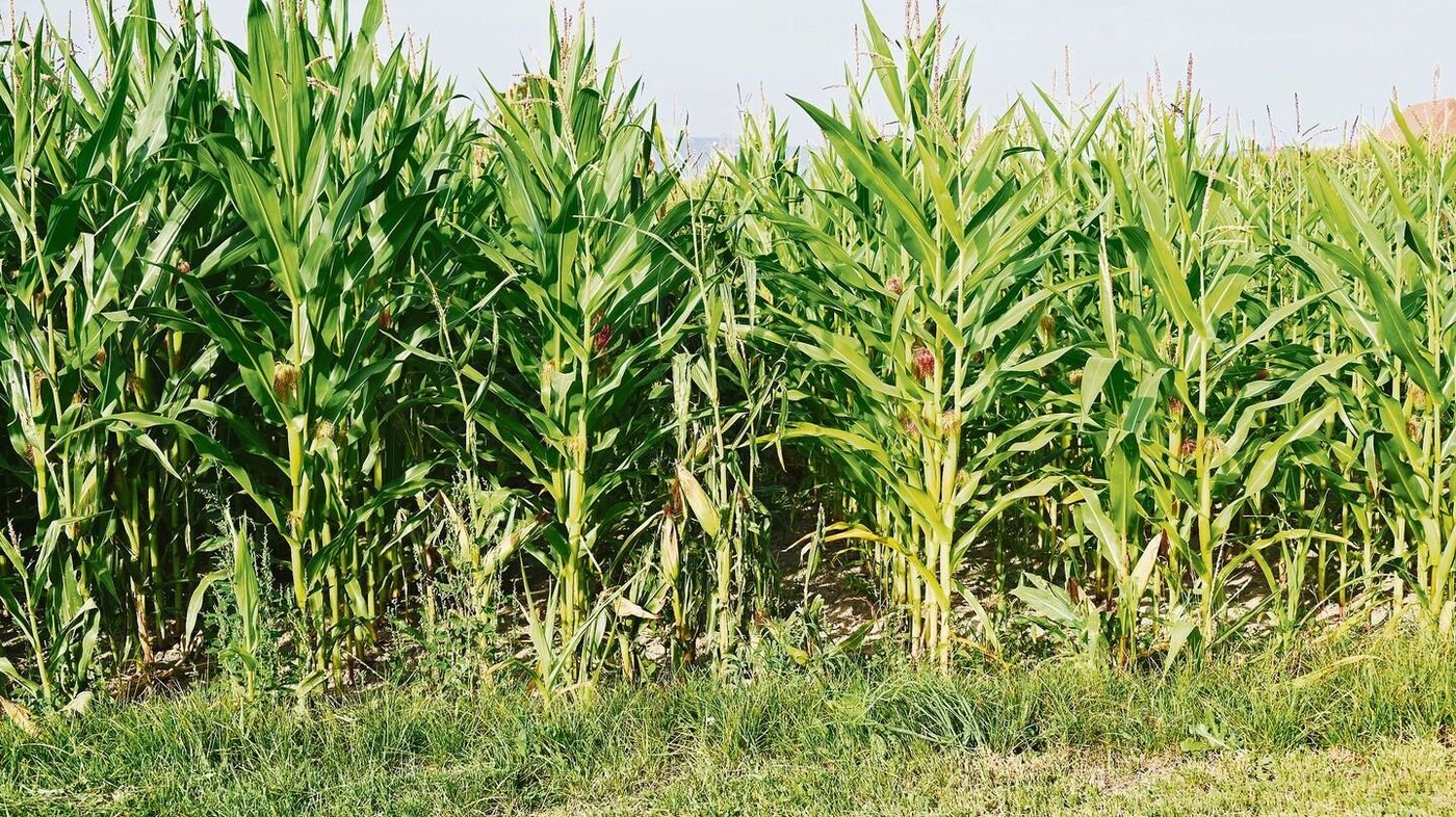 Unmittelbar nach dem Unwetter Ende Juni wurde auf dieser Maisparzelle zwischen den Reihen nachgesät.