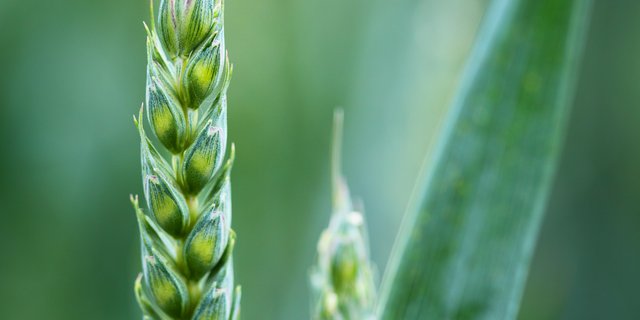 Neue gentechnische Verfahren wie die Genom Editierung und Crispr-Cas könnten laut Forschenden dabei helfen, mit weniger Pflanzenschutzmitteln auszukommen. (Symbolbild Pixabay) 