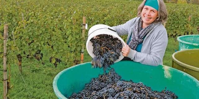 Schon als Kind half Judith Schödler auf dem elterlichen Rebberg in Villigen, heute ist sie die Chefin. Das Traubenlesen ist ein Höhepunkt im Jahr, aber nur ein Teil des Weingeschäfts. 