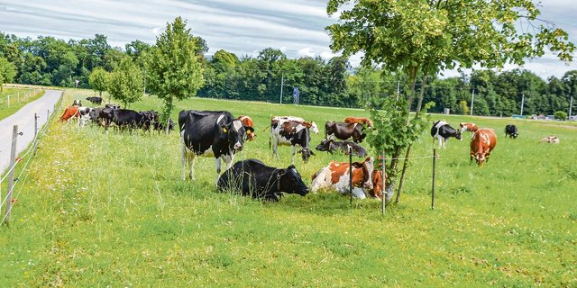 Die Kuhherde ist gemischt: Es sind Kreuzungen mit neuseeländischer Genetik, Kiwi Cross, Jersey, British Friesian oder Swiss Fleckvieh darunter. (Bilder Peter Fankhauser)