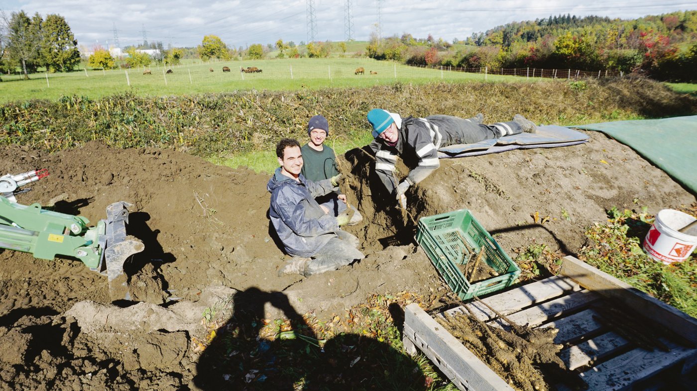 Die Yamsernte findet im Herbst statt und dauert einen ganzen  Monat lang. Dabei werden die Wurzeln einzeln ausgegraben, damit sie  unversehrt bleiben.(Bilder zVg)