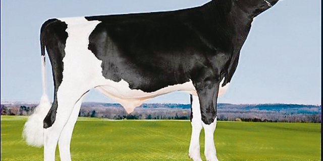  Lindenright Megawatt(Lindenright Bradnick Moovin On)