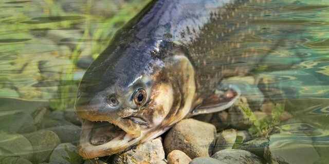 Für gewisse Tests schreibt die OECD allerdings Versuche an lebenden Fischen vor. (Bild Pixabay)