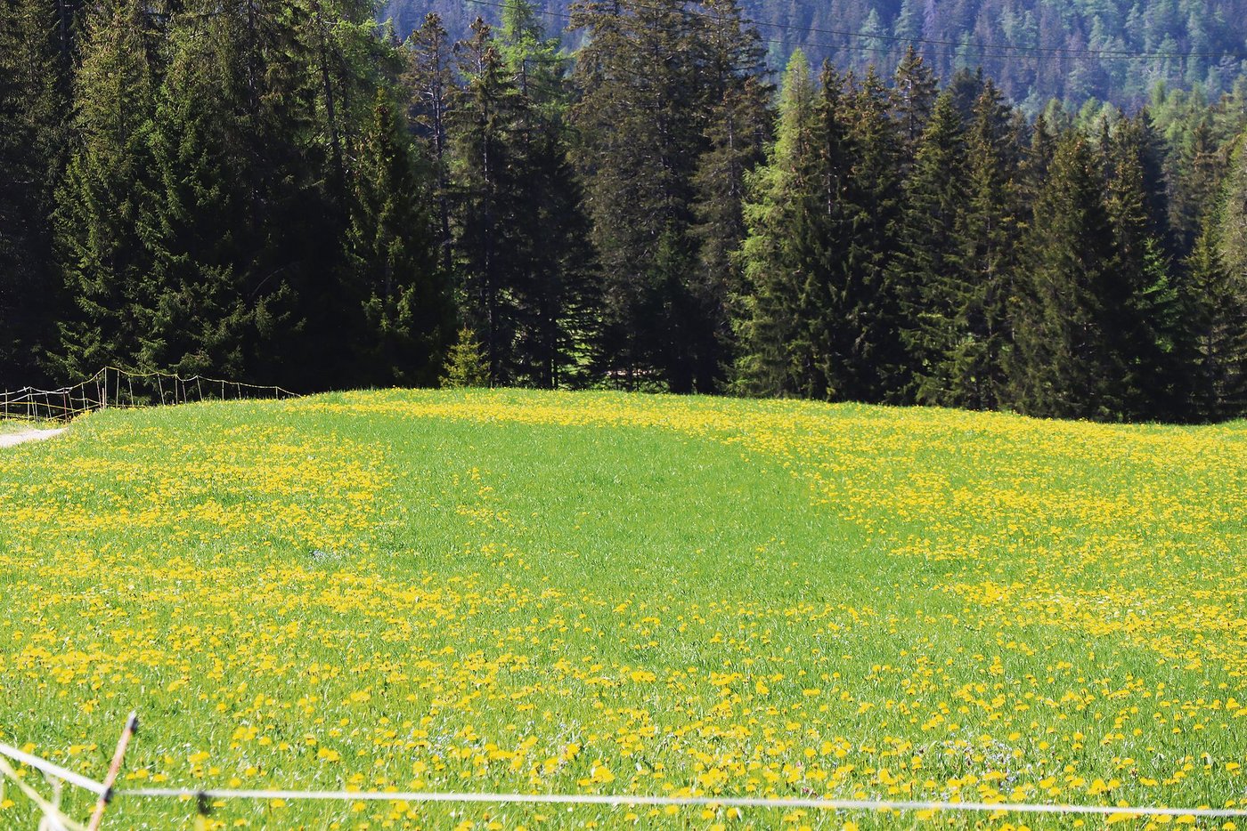 Auch ohne Zaun ist die Koppeleinteilung noch erkennbar. Je nach Witterung wächst das Gras unterschiedlich nach.(Bild Vrena Crameri-Daeppen)