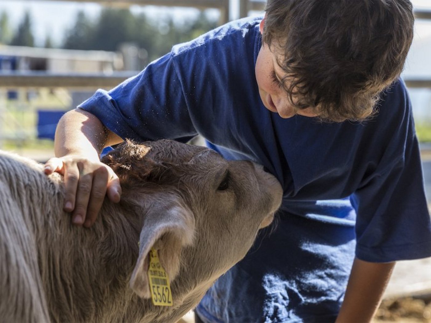 Es ist weitestgehend den Betrieben überlassen, ob sie ihre Tore offen halten wollen. Wie überall gelten aber die Hygienemassnahmen des Bundes. (Bild stallvisite.ch)