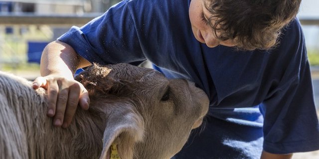 Es ist weitestgehend den Betrieben überlassen, ob sie ihre Tore offen halten wollen. Wie überall gelten aber die Hygienemassnahmen des Bundes. (Bild stallvisite.ch)