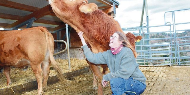 Martina Guyer krault die Limousin-Kuh Liv. Alle Tiere auf dem Schürlihof sind handzahm. Der tägliche Umgang mit ihren Rindern bedeutet für die Landwirtin Erholung.