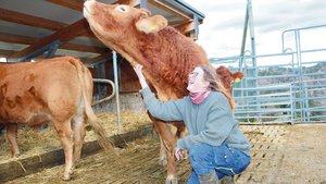 Martina Guyer krault Martina Guyer krault die Limousin-Kuh Liv. Alle Tiere auf dem Schürlihof sind handzahm. Der tägliche Umgang mit ihren Rindern bedeutet für die Landwirtin Erholung.