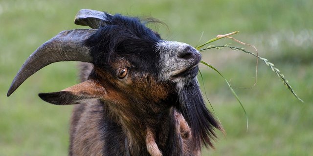 Die schrittweise Lockerung der Massnahmen gegen das Coronavirus ermöglicht eine teilweise Rückkehr zum Normalzustand in der Ziegenwelt. (Bild Pixabay)