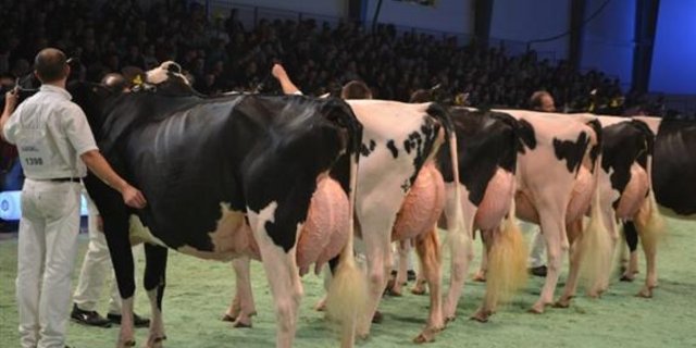 Neues Reglement: An Spitzenschauen soll künftig härter gegen Verstösse vorgegangen werden. (Bild BauZ) 