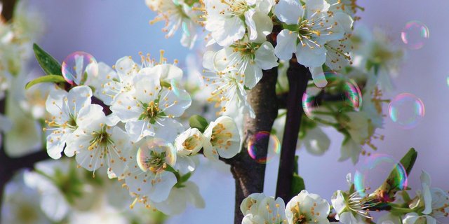 Anders als die bisher getesteten Bestäubungsroboter zerstören die Seifenblasen die Obstblüten nicht. (Bild Pixabay)