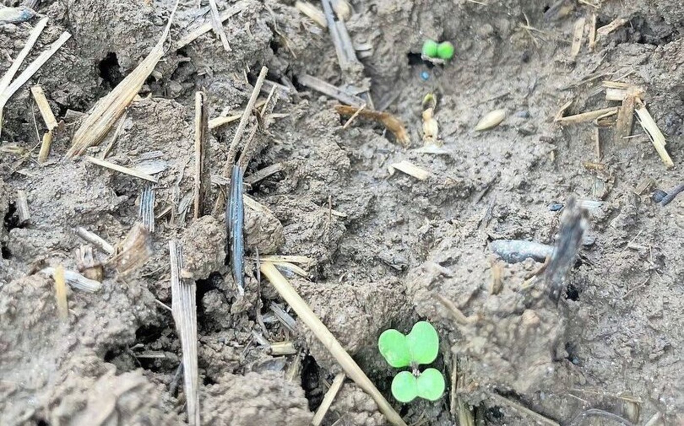 Wurde hingegen erst Mitte September gesät, gilt es beim Erdfloh wachsam zu bleiben. 